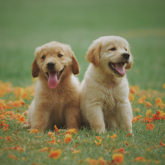 How Much Exercise Does Your Dog Actually Need?